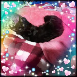 Meet your Posher, Jenny